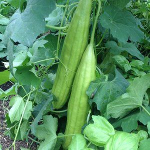 luffa seeds 20 organically grown fresh